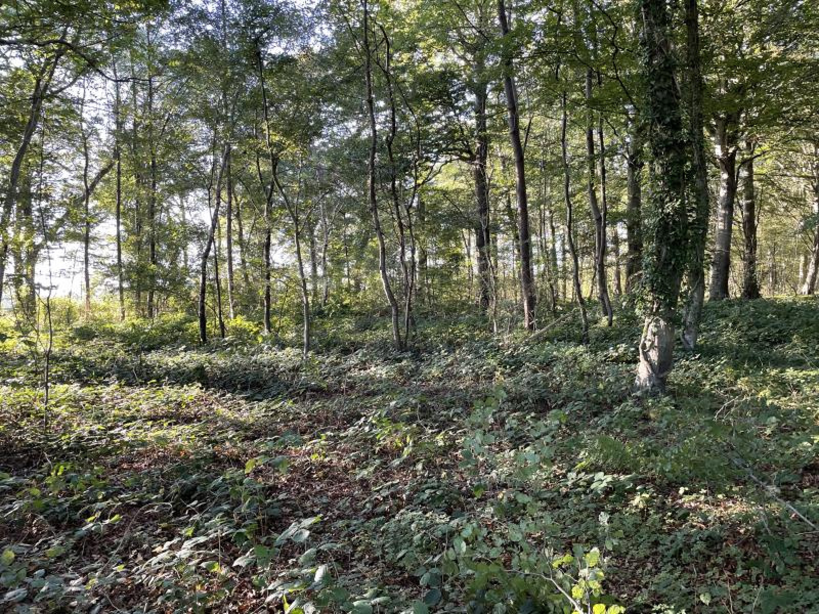 Vente Parcelle de Bois ST VALERY SUR SOMME - 9255 m2 | Baie de somme