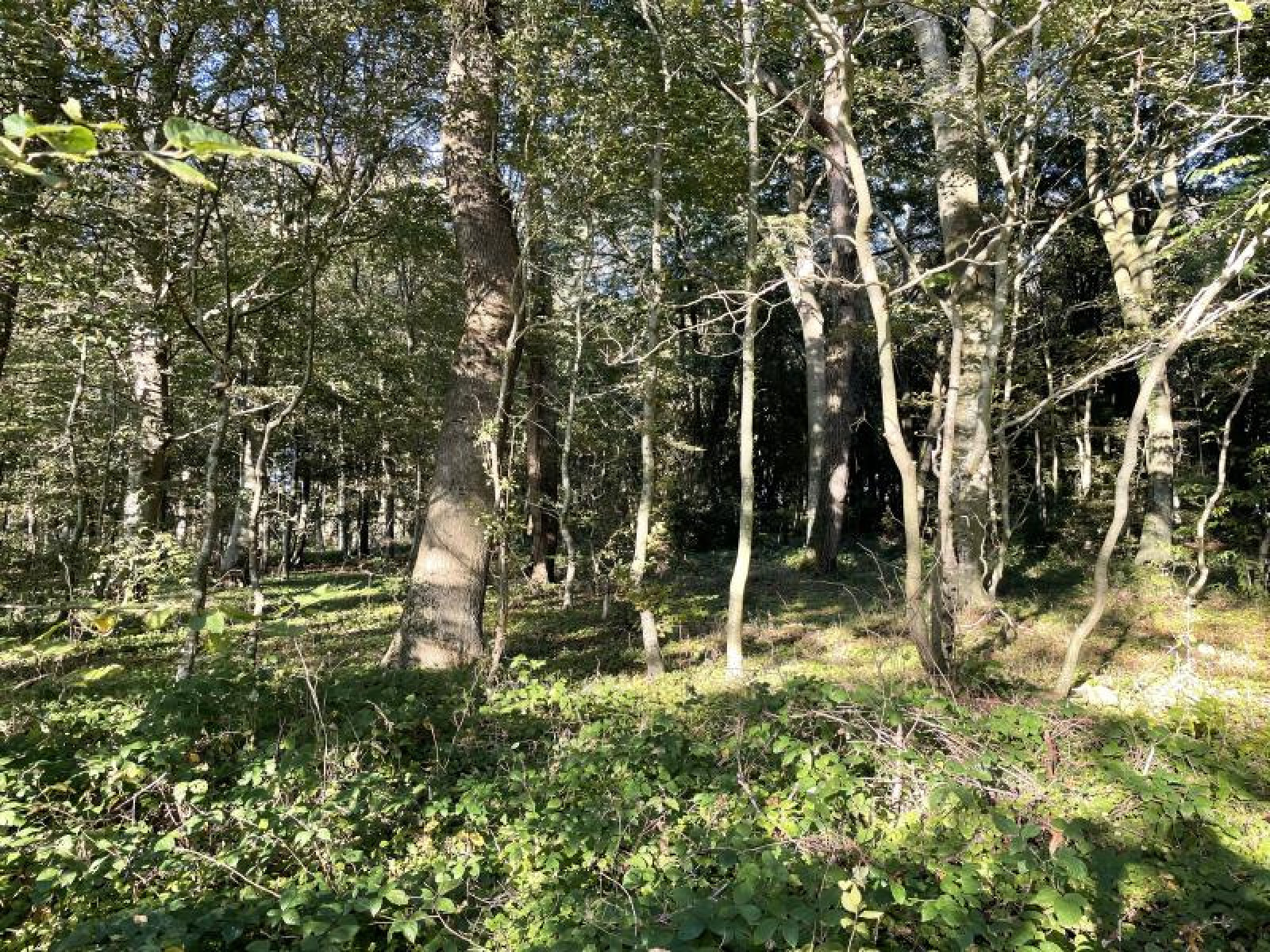 Vente Parcelle de Bois ST VALERY SUR SOMME - 9255 m2 | Baie de somme